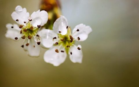 散文：又是一年清明节