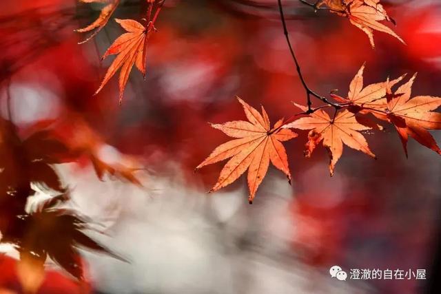 文心老师那一年的，文心教育咨询有限公司董事长！